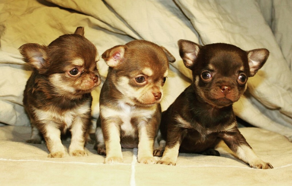 misu-namu-toffee